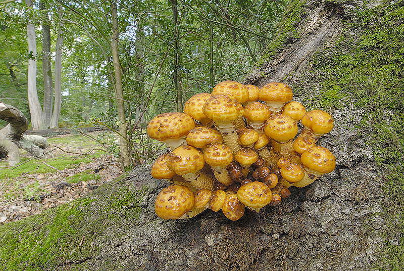 Pholiota adiposa